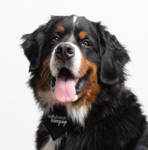 Portraitfoto der Kontaktperson